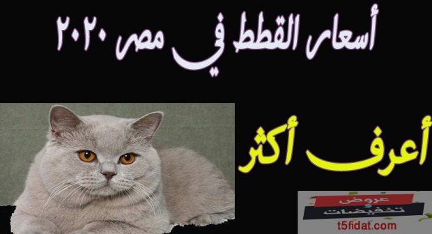 أسعار القطط المنزلية 2021 الشيرازي والرومي والسيامي عروض وتخفيضات