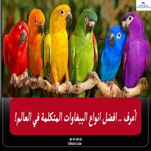 افضل انواع الببغاوات المتكلمة في العالم