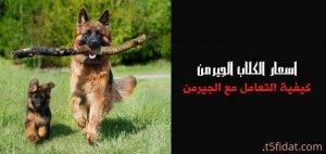 اسعار الكلاب الجيرمن 2022 في مصر