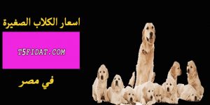 اسعار الكلاب الصغيرة في مصر 2022 ب”الجرو الصغير” كافة السلالات