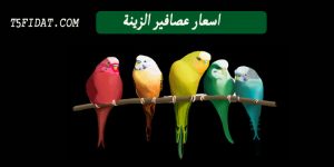 اسعار عصافير الزينة 2021 في مصر